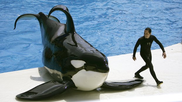 Ulises' Gallery - Orca Pod Wiki