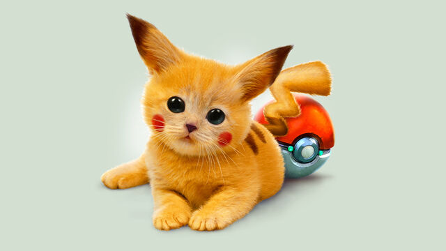 File:Pokemon-Pikachu-Cat-Images.jpg