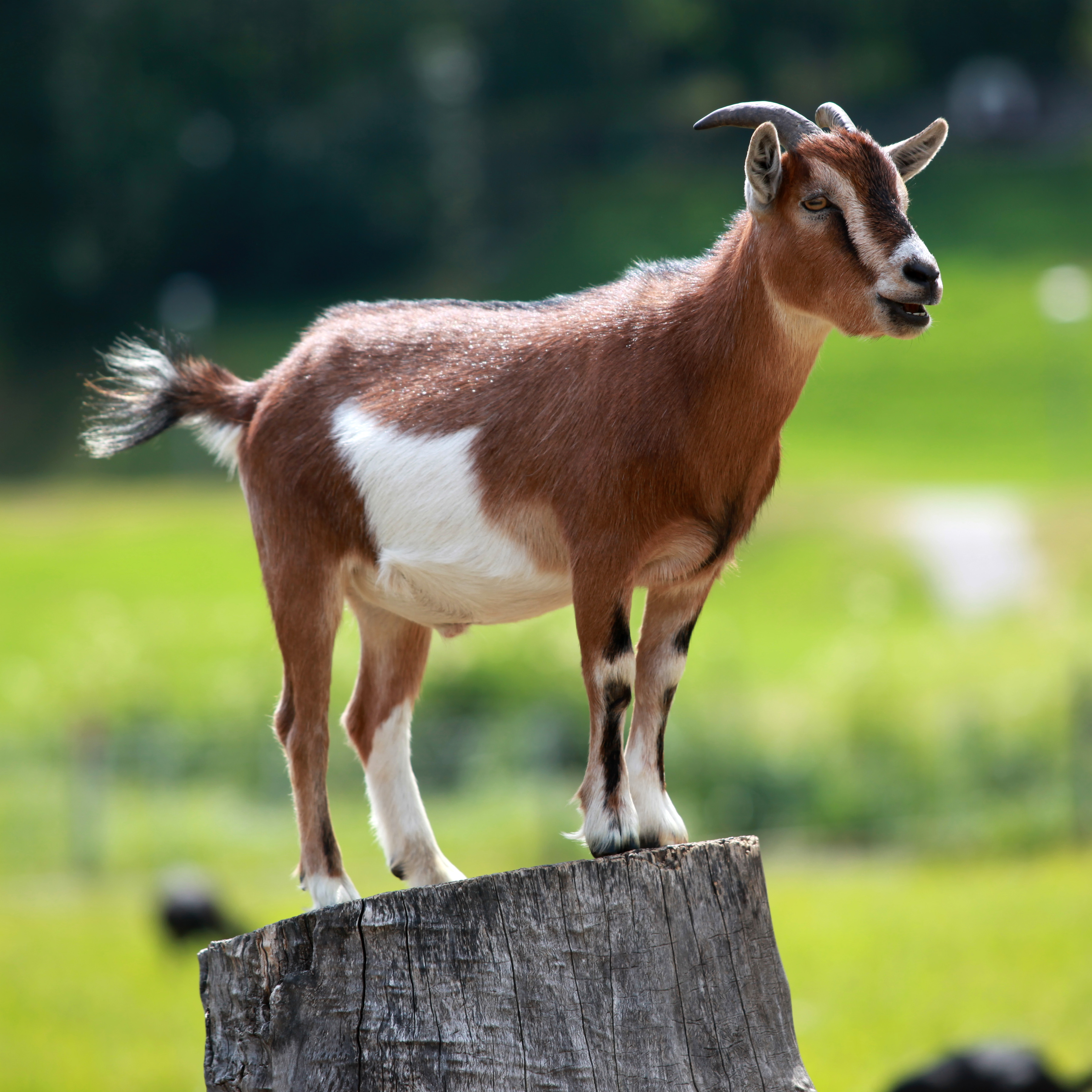 File:Domestic goat jpg File:Domestic goat jpg