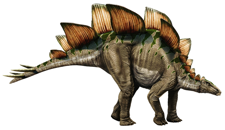 Stegosaurus-shutterstock.jpg