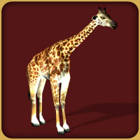 Masai_Giraffe2.jpg