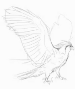 260px-Pidgeot_schizzo.png