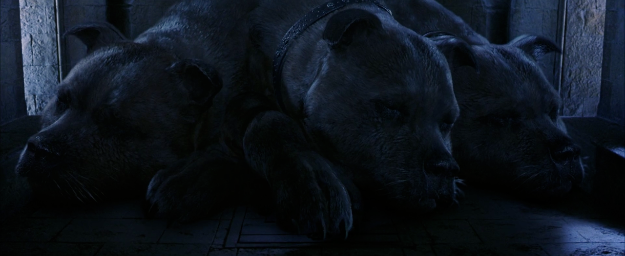 Cerberus Harry Potter Wiki