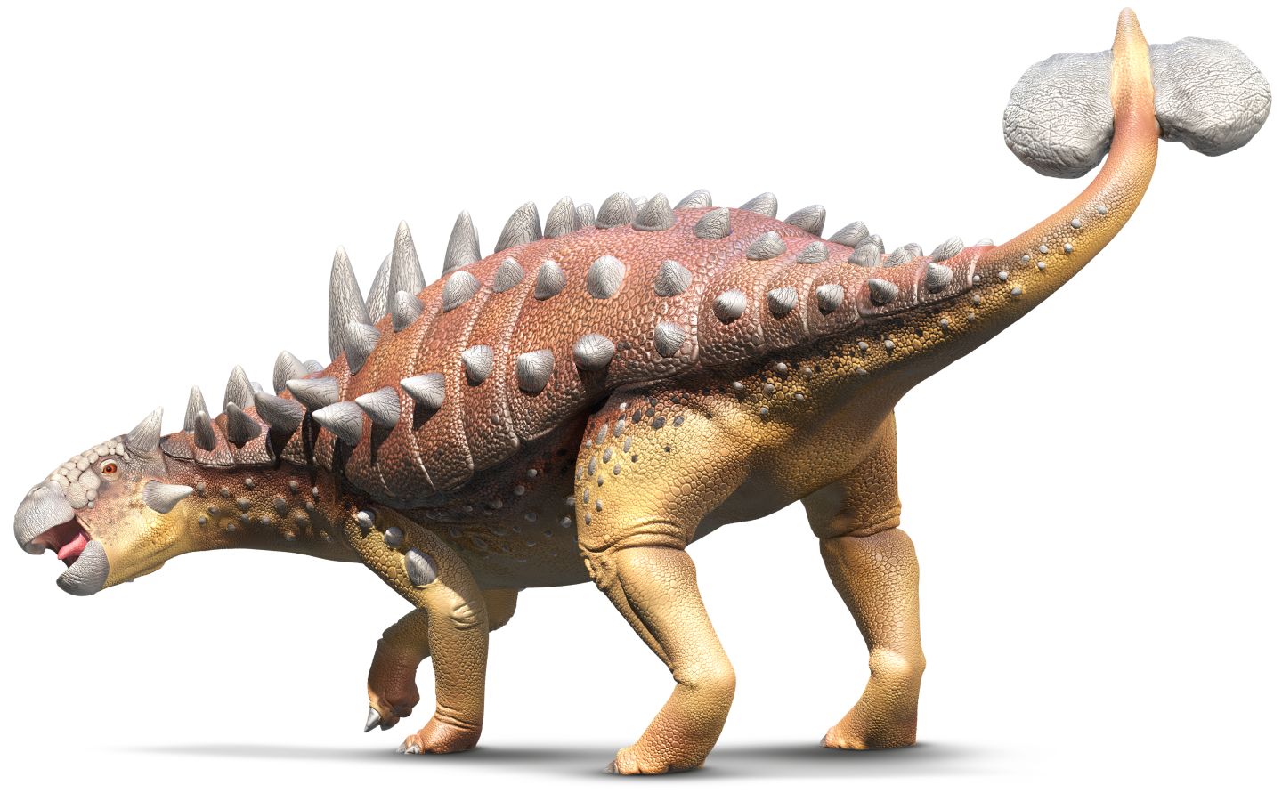 dinosaur names spiky back