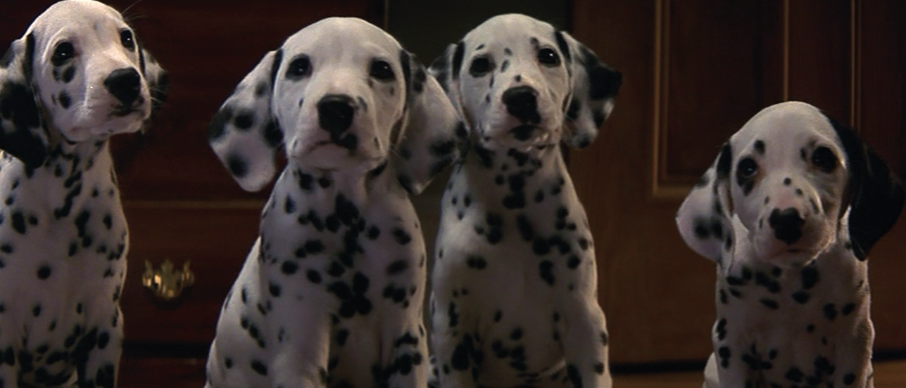 Image Dalmatian Puppies 1996 1png Disney Wiki Wikia