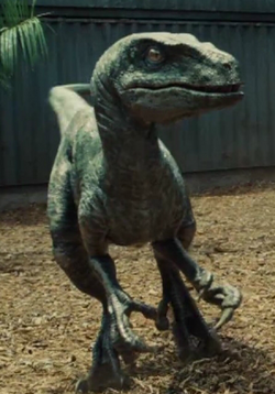 jurassic world charlie raptor
