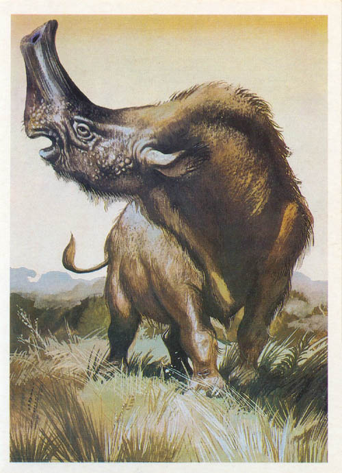 Embolotherium Brontotherium : Brontotheriidae | Perissodactyl - Ice age