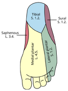 Sural nerve - Psychology Wiki