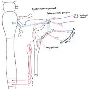 Lacrimal glands - Psychology Wiki