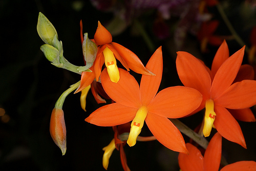 Prosthechea vitellina - Orchids Wiki