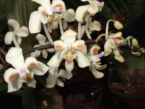 Phalaenopsis celebensis - Orchids Wiki