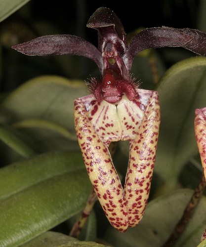 Bulbophyllum lasiochilum - Orchids Wiki