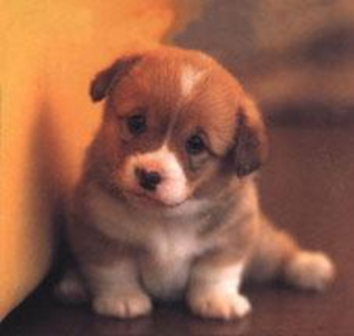 Image - Cute Puppy.png - Domo Wiki, the Dream of Mirror Online wiki ...