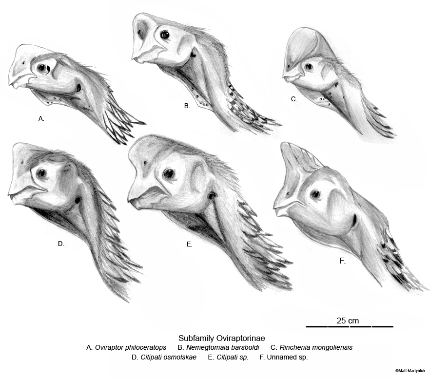 Oviraptoridae - Fossil Wiki, the paleontology wiki