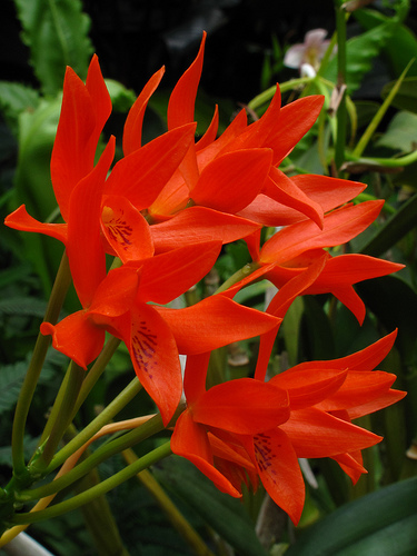 Guarianthe aurantiaca - Orchids Wiki