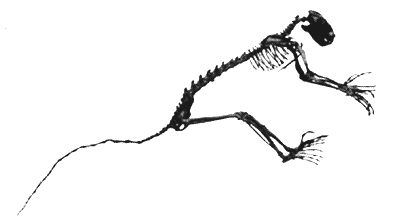 Notharctus - Dinosaurs and Prehistoric Life - Smithsonian Handbook Wiki