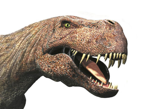 Image - T-rex-picture.jpg - Dinosaur Wiki - Wikia