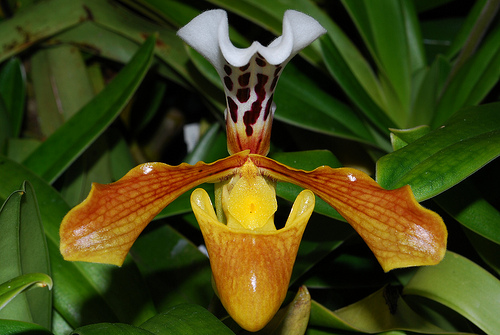 Paphiopedilum gratrixianum - Orchids Wiki