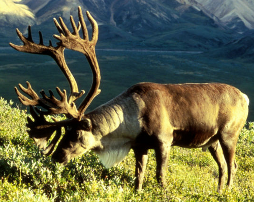 500px-Caribou.png