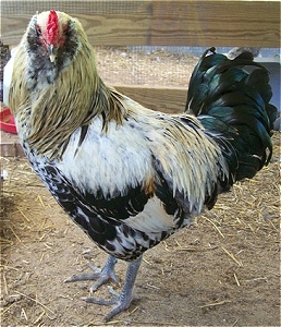 Easter Egger - Chicken Wiki