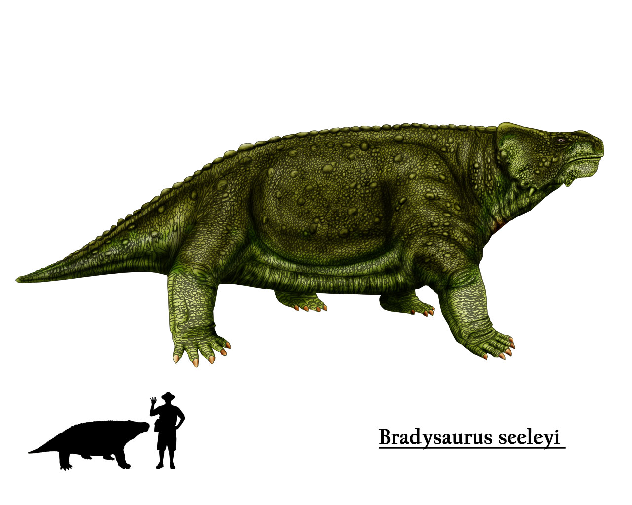 Pareiasauridae - Dinopedia - the free dinosaur encyclopedia