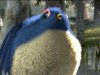 Image - Bluebird.jpg - WikiShrek - The wiki all about Shrek