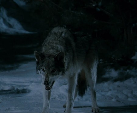 Wolf-Shifters - The Twilight Fanon Wiki