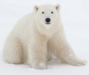 Polar Bear - Seekers Wiki