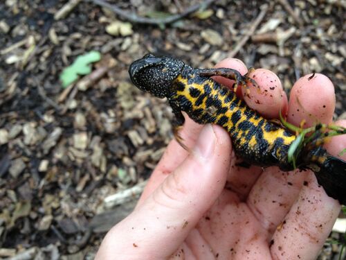 Great Crested Newt - British Herping Wiki