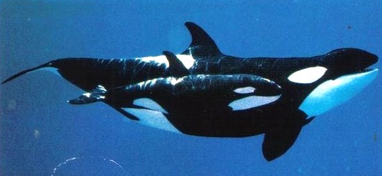 Image - Katina and kalina.jpg - Orca Pod Wiki