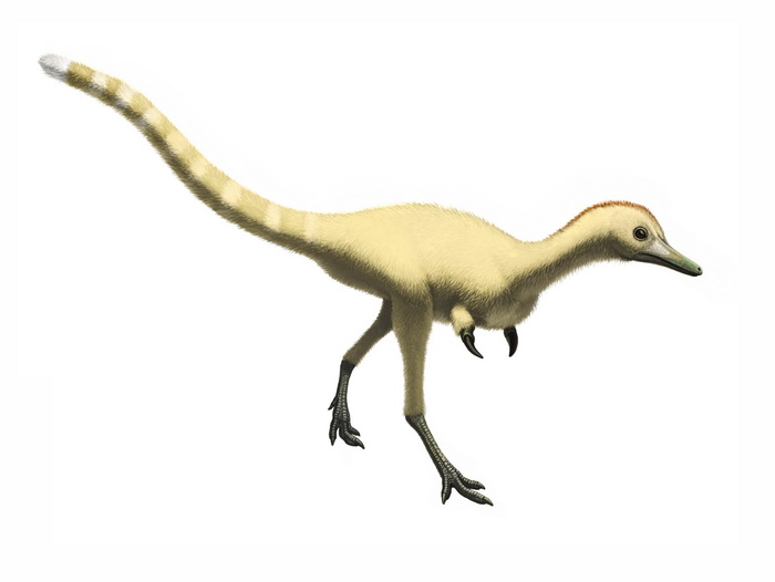 Mononykus - Dinopedia - the free dinosaur encyclopedia