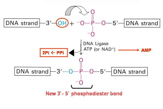 DNA Ligase - UVM Genetics & Genomics Wiki