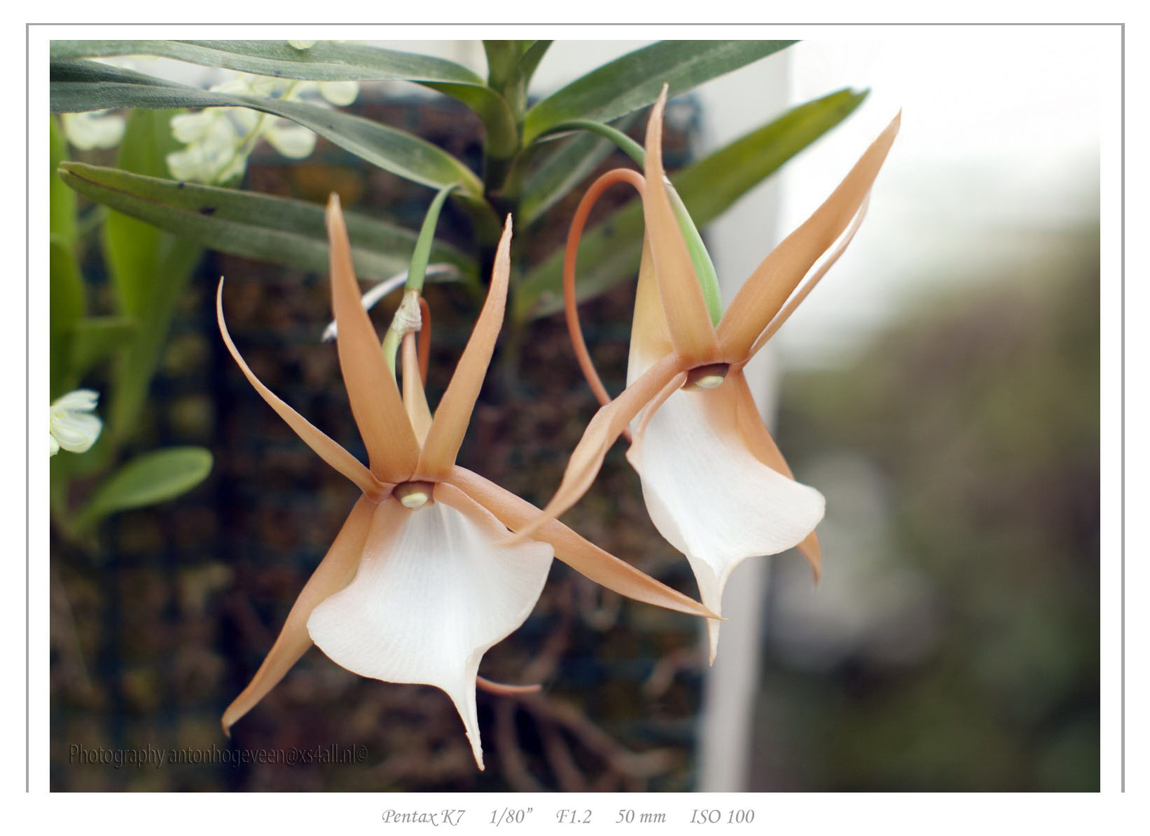 Angraecum - Orchids Wiki