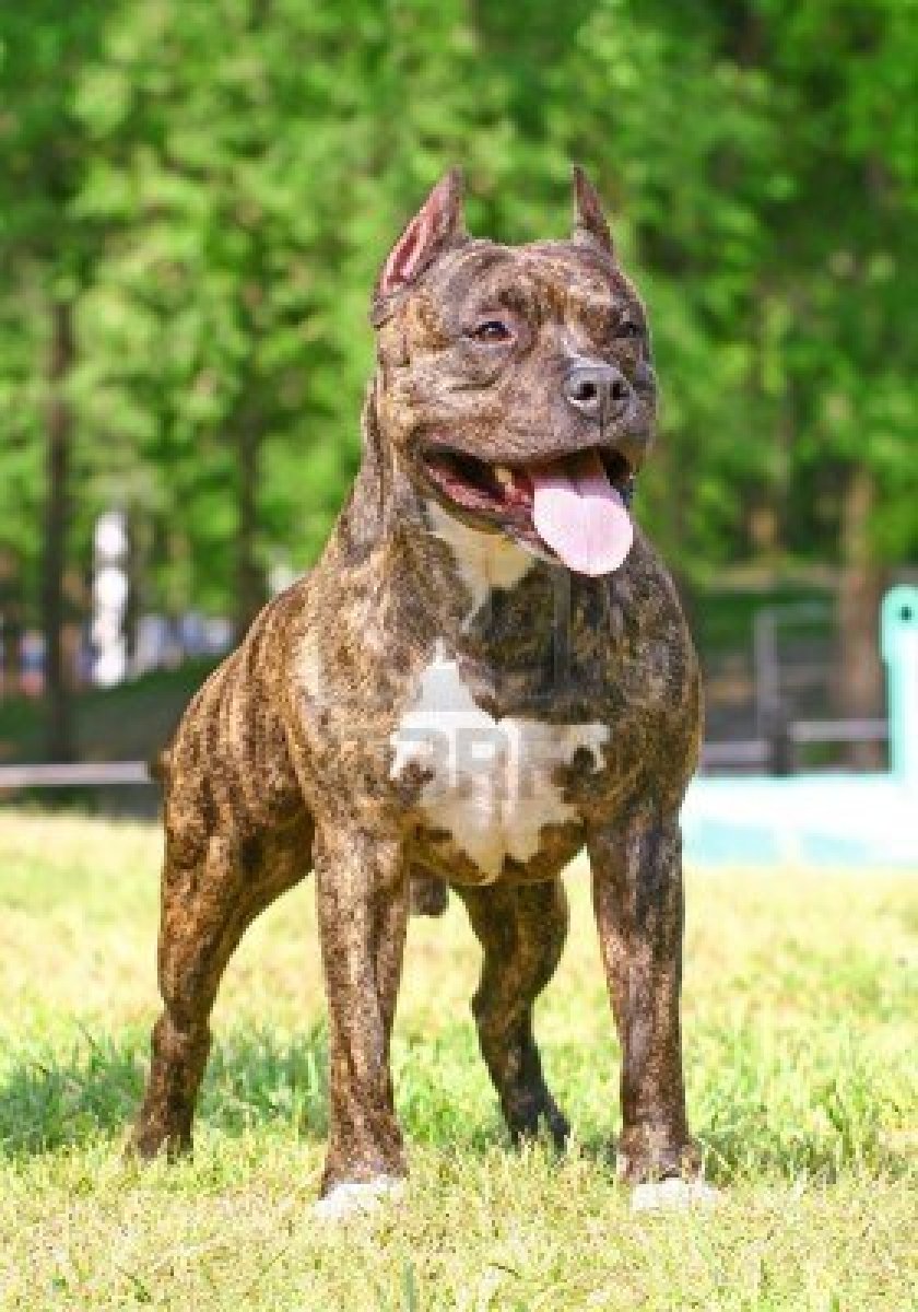 american staffordshire terrier