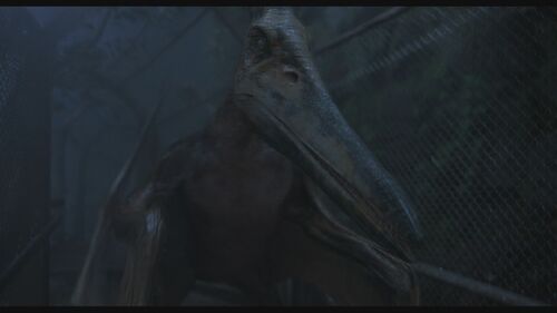 Image - Pteranodon-1.jpg - Jurassic Park wiki - Wikia