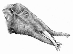 Barytherium - Dinopedia - the free dinosaur encyclopedia