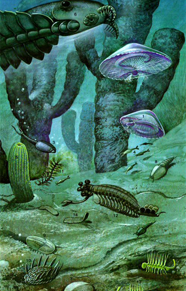 1000+ images about Cambrian fauna on Pinterest