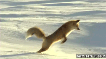 Red_fox_pouncing.gif