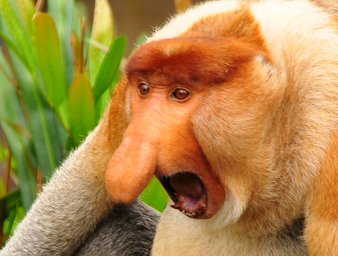 Proboscis_monkey.jpg