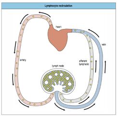 Image - Recirculation lymphocytes.jpg - Wikige Wiki