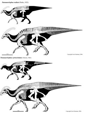 Image - Parasaurolophus - 7(Comparison).JPG - Prehistory Wiki