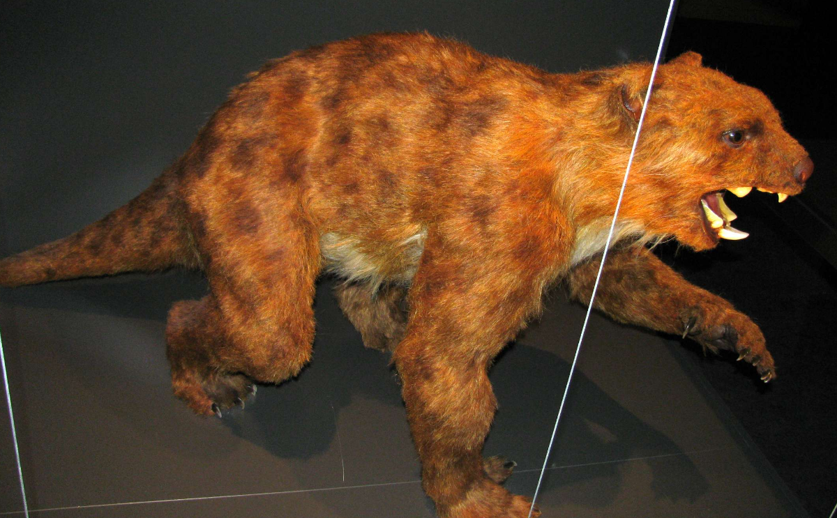 Image - Thylacoleo physical reconstruction.png - Cryptids and Myths Wiki