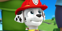 Image - Marshall's tail spin at the hoedown.jpg - PAW Patrol Wiki
