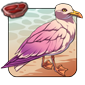 Southern_Gull.png