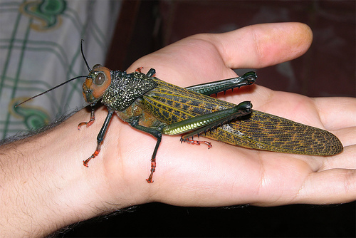 Giant Grasshoppers - Hoax Wiki