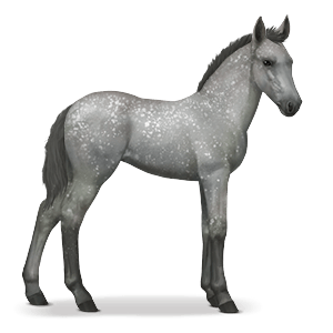 Image - Dapple Gray Lipizzaner foal.png - Howrse Wiki