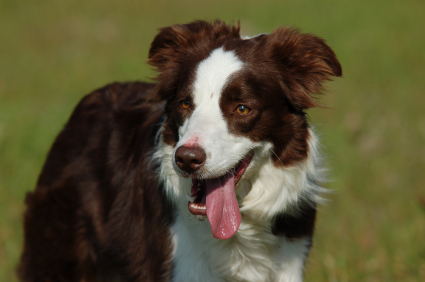 Dark Brown Border Collie | [#] Lunawsome