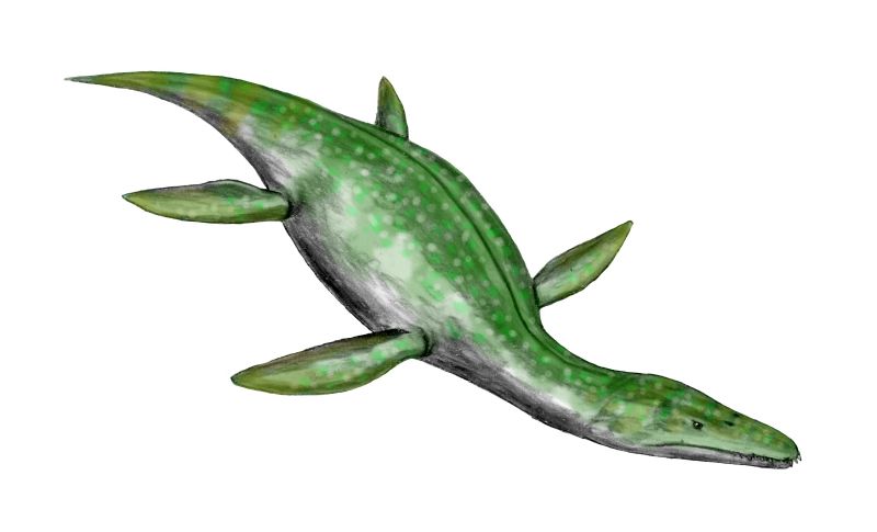 Rhomaleosaurus - Dinopedia - the free dinosaur encyclopedia